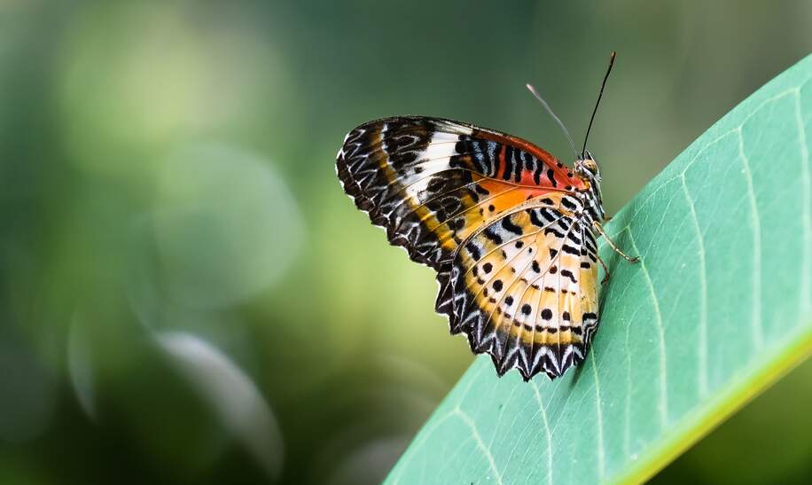 Schmetterling auf grünem Blatt | © Gettyimages.com/noonvirachada