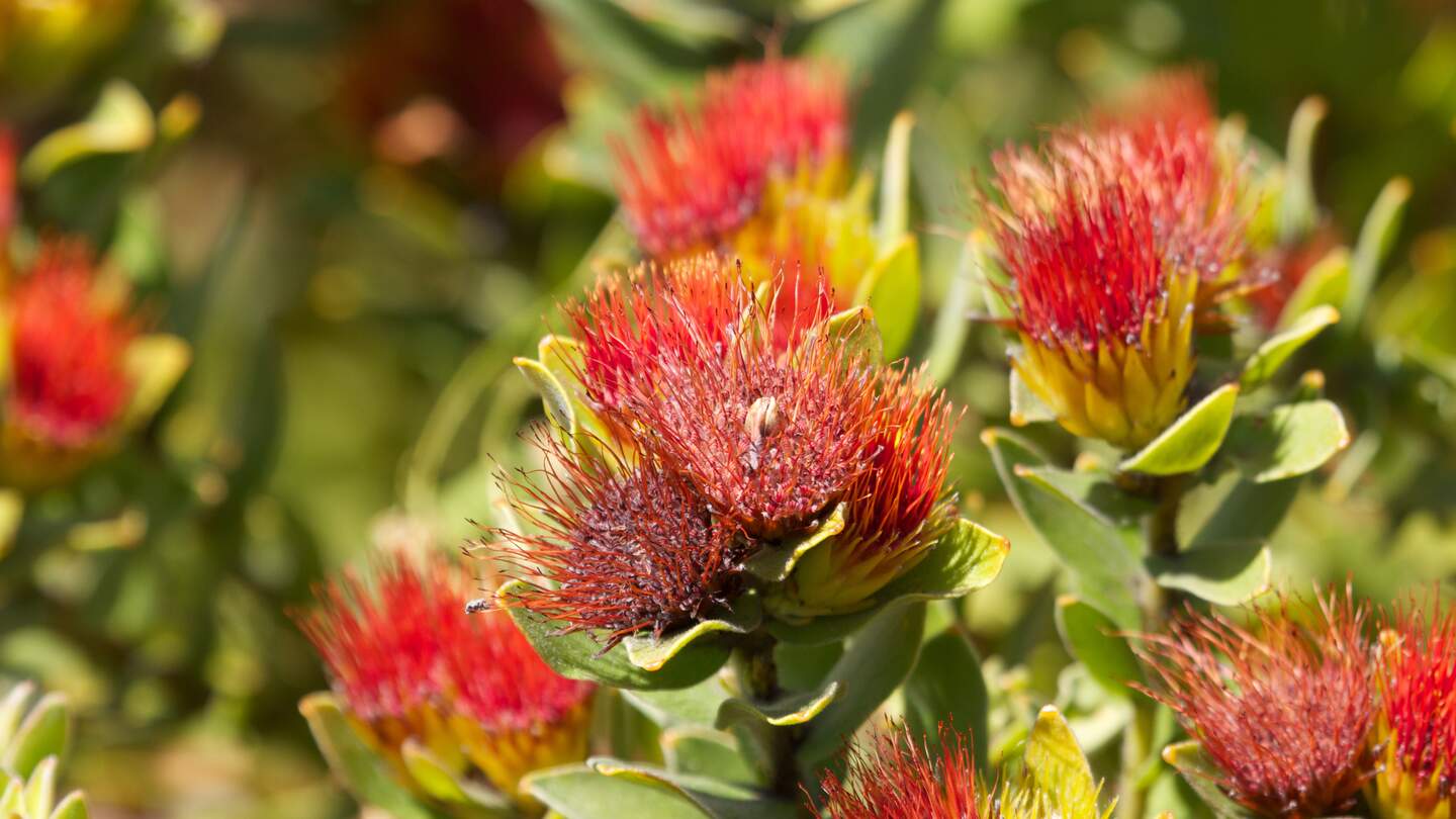 Pflanze in einem botanischen Garten in Bochum | © Gettyimages.com/lennjo