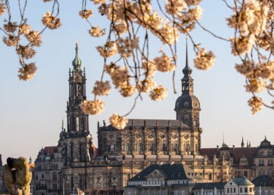 Altstadt Dresden im Frühling mit weißen Büten die oben im Vordergrund sind | © Gettyimages.com/Bastien Schneider
