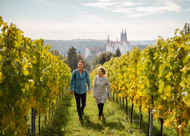 Weinbergswanderung vor den Toren Meißens bei Dresden | © Sebastian Weingart (DML-0)