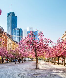 Blühende Kirschbäume bei der alten Oper in Frankfurt im Frühling | © Gettyimages.com/Markus Thoenen