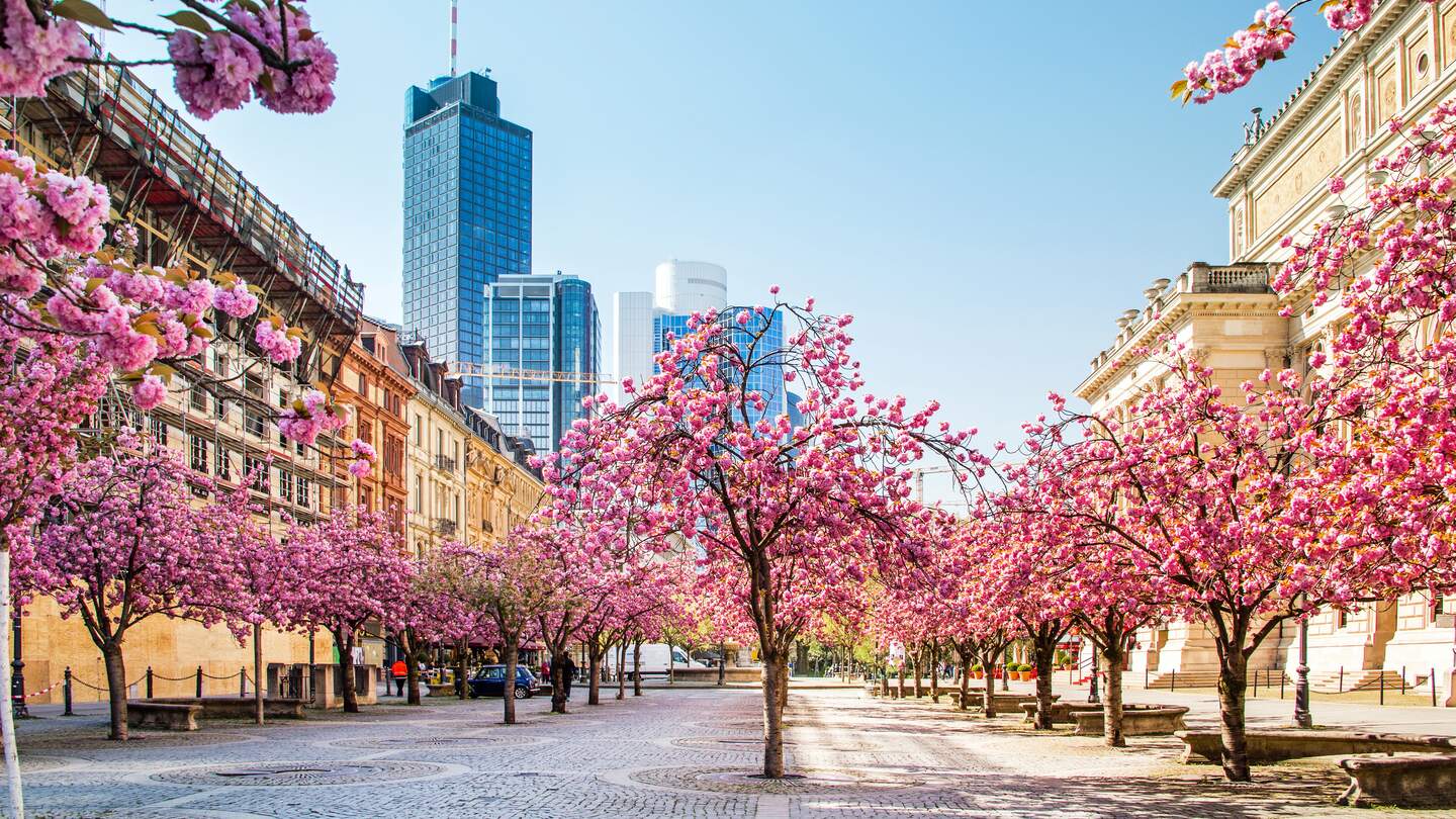 Bluehende Kirschbaeume bei der alten Oper in Frankfurt im Fruehling | © Gettyimages.com/Markus Thoenen