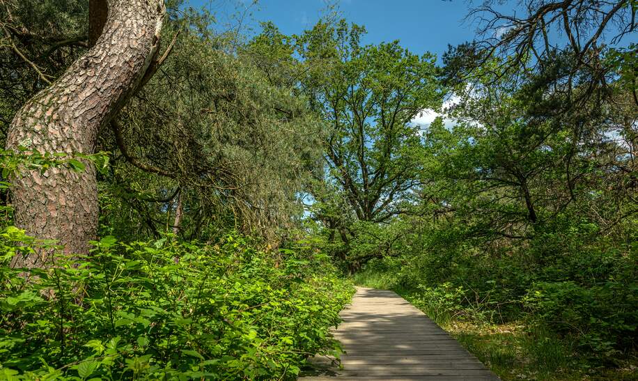 Schwanheimer Duenen mit Holzpfad bei blauem Himmel in der Naehe von Frankfurt am Main | © Gettyimages.com/Rainer Lesniewski