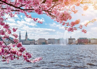 Blick auf die Alstersee in Hamburg, umrahmt von blühenden Kirschbaum an schönen sonnigen Tag im Frühling | © Gettyimages.com/Christian Horz
