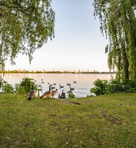 Blick auf mehrere Gaense, die gemeinsam den Alstersee in Hamburg betreten | © Gettyimages.com/MDBrockmann