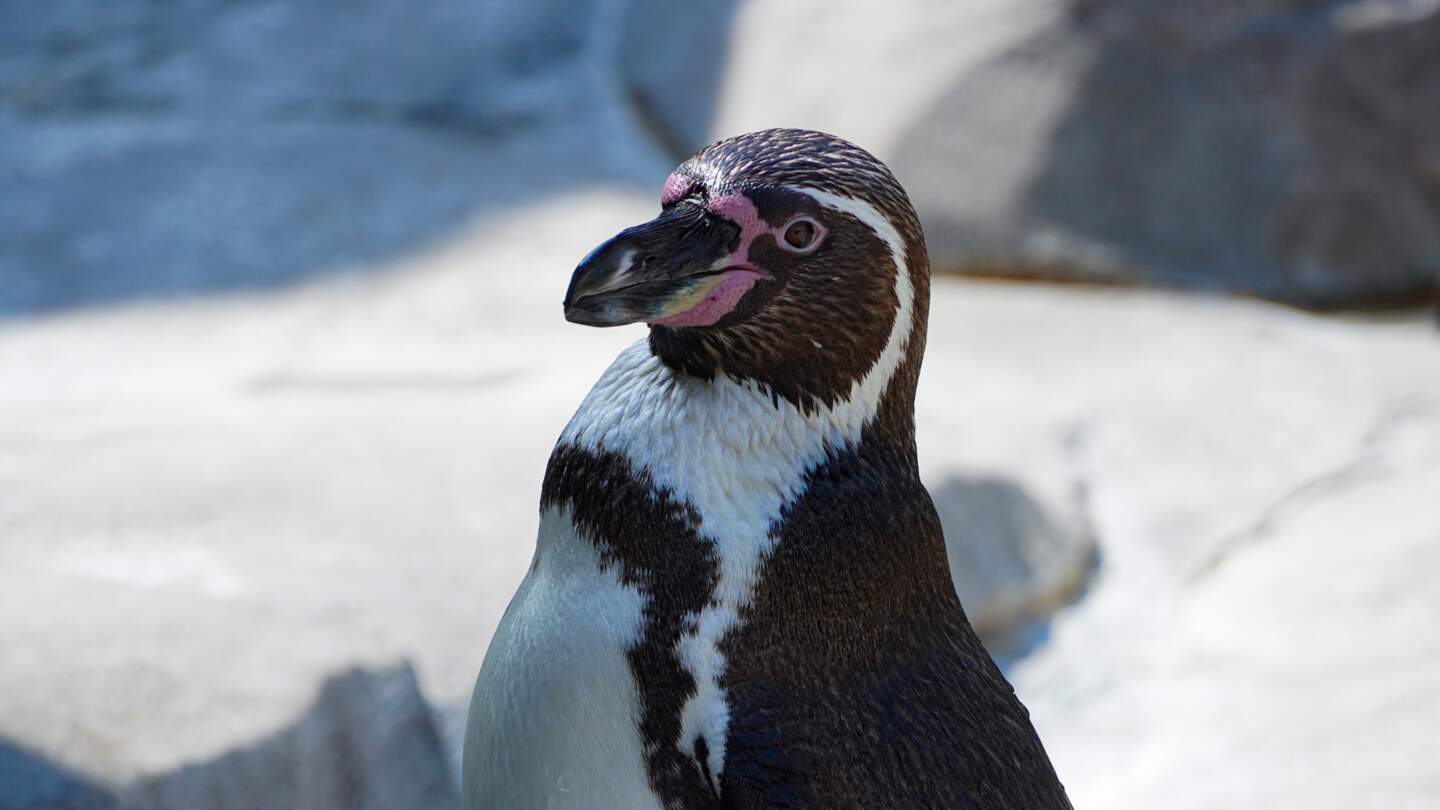 Pinguin in natuerlicher Umgebung, auf den Felsen in der Naehe des Wassers im Tierpark Hagenbeck, Hamburg | © Gettyimages.com/Wirestock