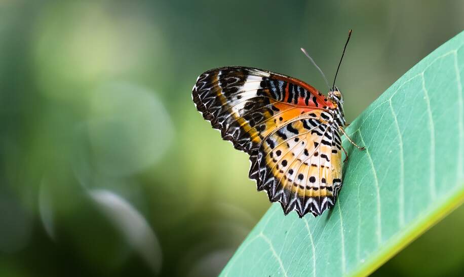 Schmetterling auf gruenem Blatt | © Gettyimages.com/noonvirachada