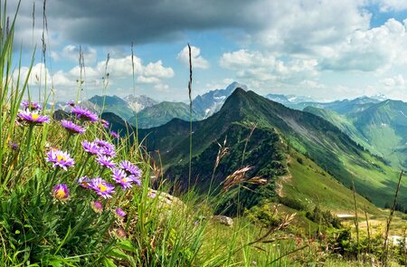 Blick über die Berge und Täler des Allgäus mit lilafarbenen Wiesenblumen im Vordergrund links | © © Gettyimages.com/Drepicter