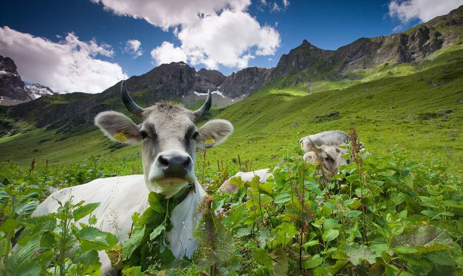 Allgäuer Alpenkühe liegen und grasen auf einer Almwiese | © © Gettyimages.com/wingmar