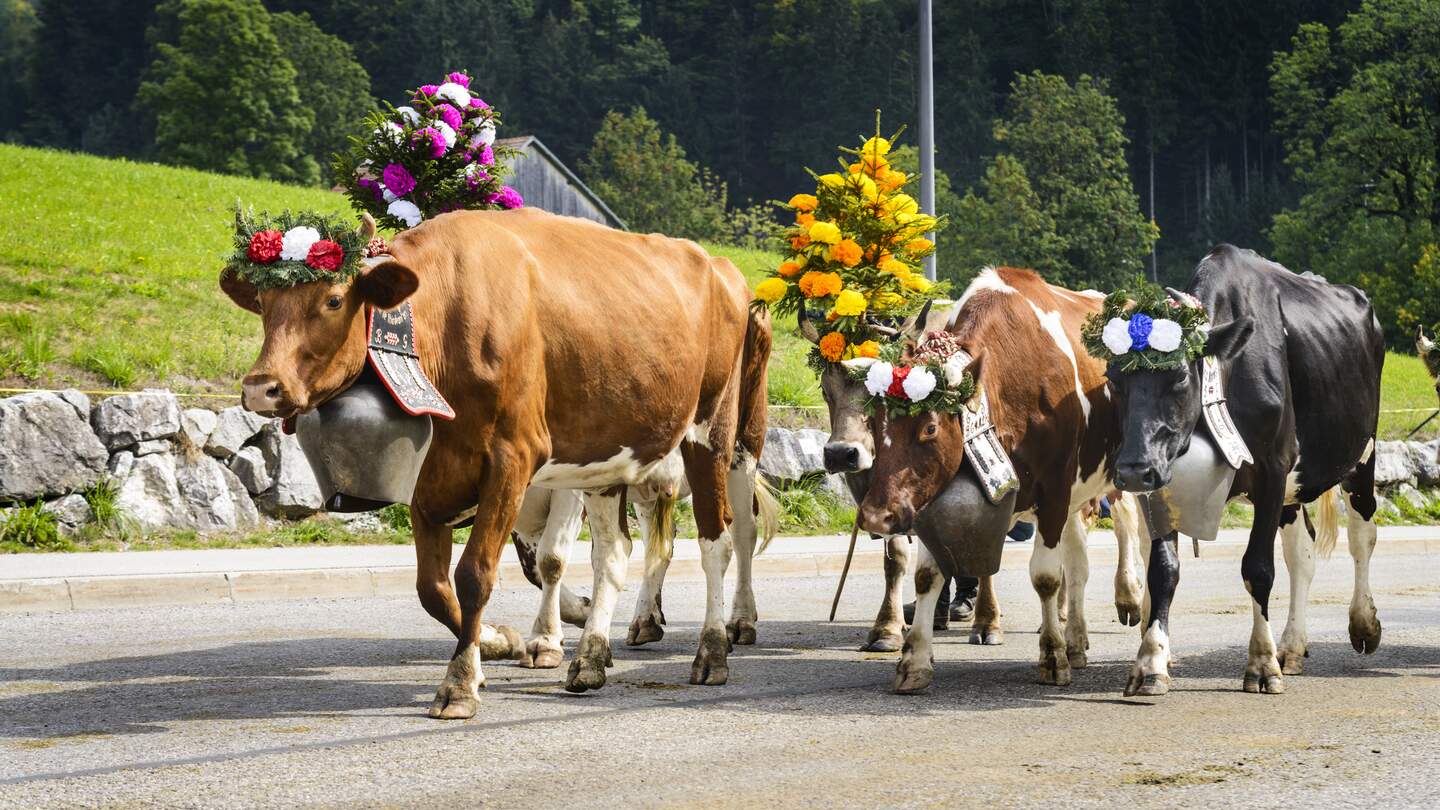 mehrere Kühe laufen mit geschmückten Hörnern auf einer Straße | © Gettyimages.com/ventdusud