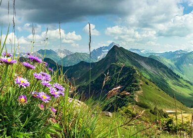 Blick ueber die Berge und Täler des Allgaeus mit lilafarbenen Wiesenblumen im Vordergrund links | © Gettyimages.com/Drepicter