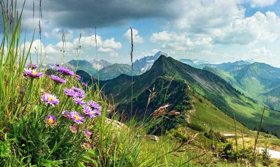 Blick ueber die Berge und Täler des Allgaeus mit lilafarbenen Wiesenblumen im Vordergrund links | © Gettyimages.com/Drepicter