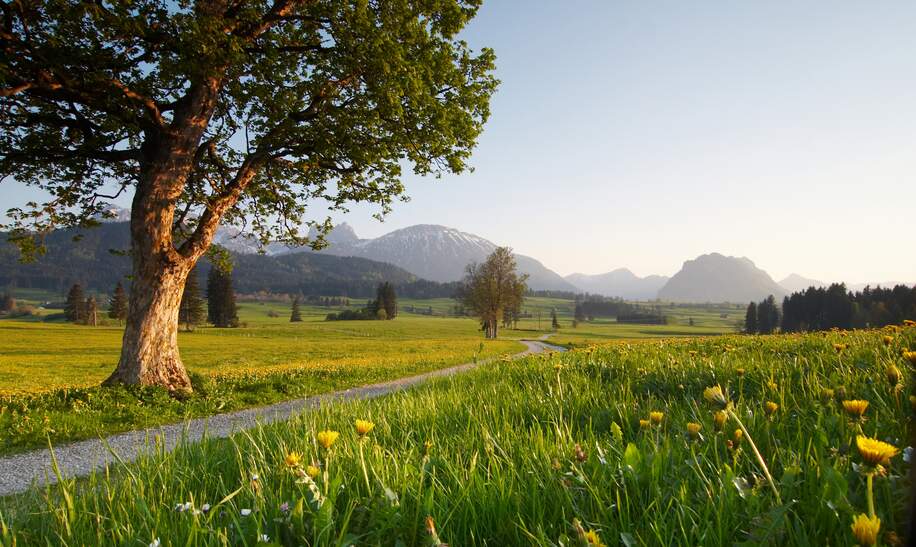 Fruehlingswiese im bayerischen Allgaeu mit Bergen im Hintergrund | © Gettyimages.com/wingmar