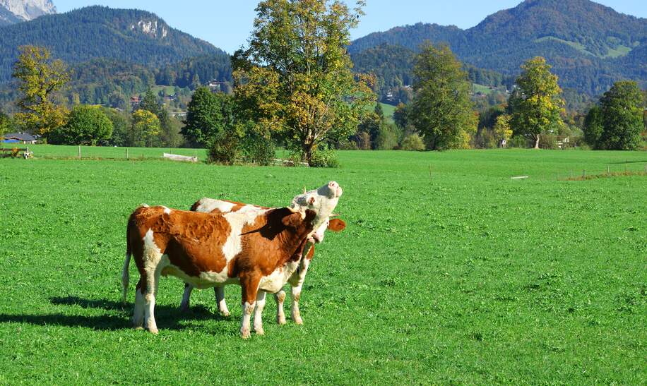Muhende Kuehe auf der Wiese | © Gettyimages.com/Entwicklungsknecht