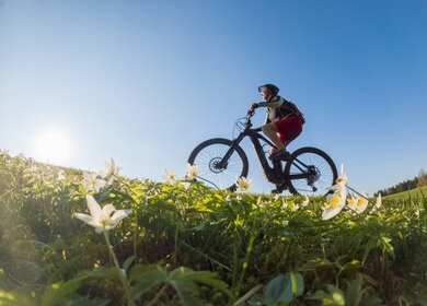 Aeltere Frau mit ihrem Elektro-Mountainbike im zeitigen Frühjahr im Allgaeu bei Oberstaufen, im warmen Abendlicht mit bluehenden Fruehlingsblumen im Vordergrund | © Gettyimages.com/Uwe Moser