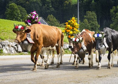Mehrere Kühe laufen mit geschmückten Hörnern auf einer Straße | © Gettyimages.com/ventdusud