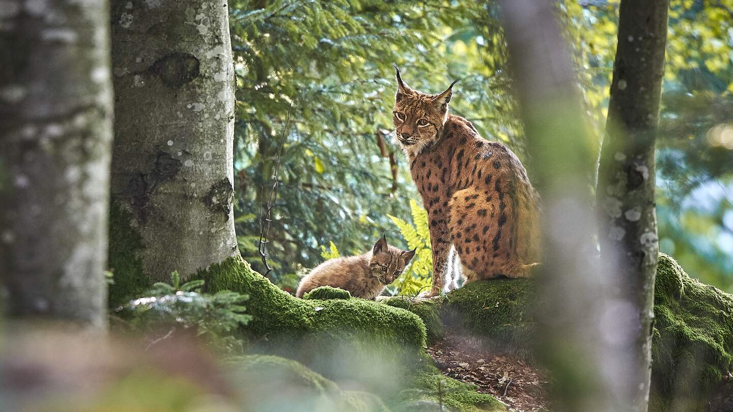 Nahaufnahme einer Luchsmutter mit Baby im Nationalpark Bayerischer Wald | © © Gettyimages.com/Michael Roeder