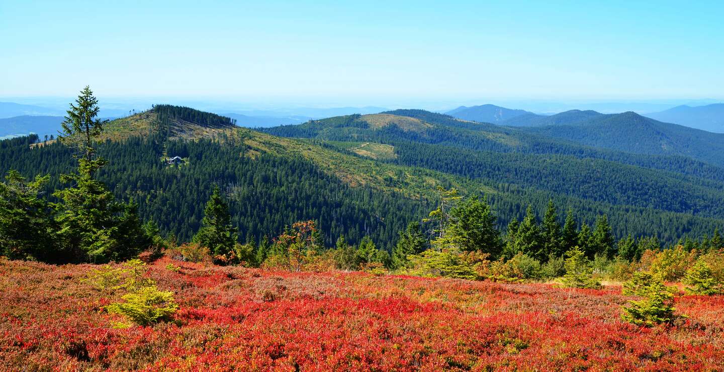 Herbstlandschaft im Nationalpark Bayerischer Wald. Grüne Wälder auf Bergen im Hintergrund und eine Heide im Vordergrund | © Gettyimages.com/vencavolrab