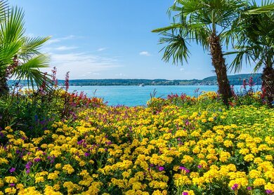 Bodensee hinter Palmen und unzählige bunte Blumen | © gettyimages.com/simon dux