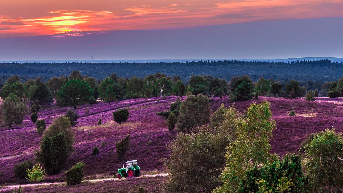 Sonnenuntergang am Wilseder Berg der Lueneburger Heide, Blick auf die Heidebluete und einen fahrenden Traktor | © Gettyimages.com/Senta Schuckert
