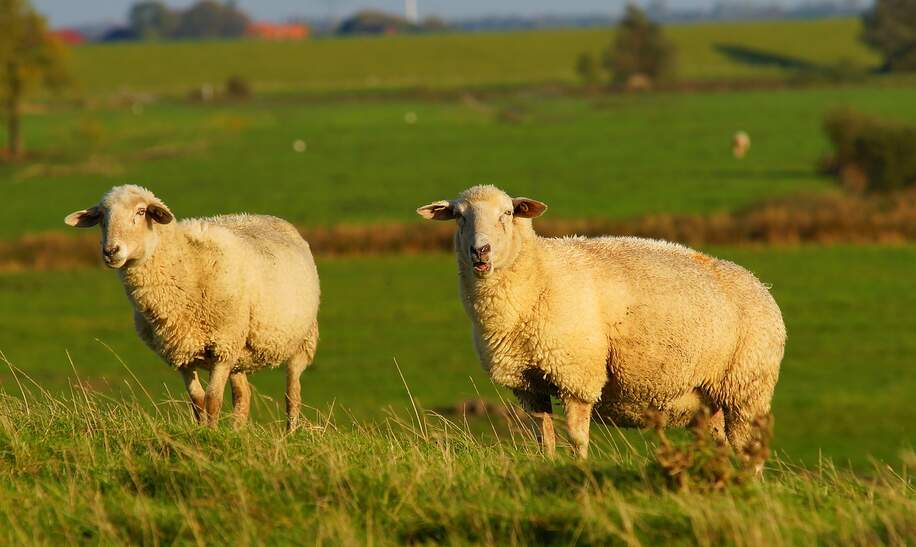 schafe-spaetherbst-ostfriesland | © pixabay/KarstenPaulick