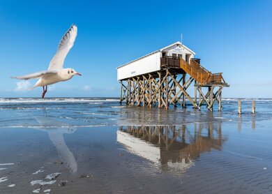  eine Moewe im Flug ueber einem nassen Sandstrand, in dem sich ein auf Stelzen gebautes Haus spiegelt | © gettyimages.com/Animaflora