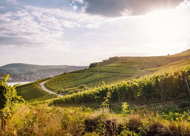 Weinberge im Rheingau, Hessen, im warmen Sonnenlicht | © Gettyimages.com/instamatics