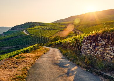 Weinberge im goldenen Sonnenlicht mit Blick auf den Rhein | © Gettyimages.com/instamatics