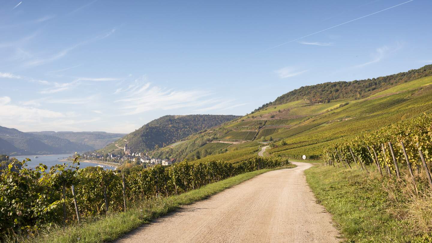 Wanderweg zwischen Lorch und Assmannshausen im Rheingau, Hessen | © Gettyimages.com/ AM-C