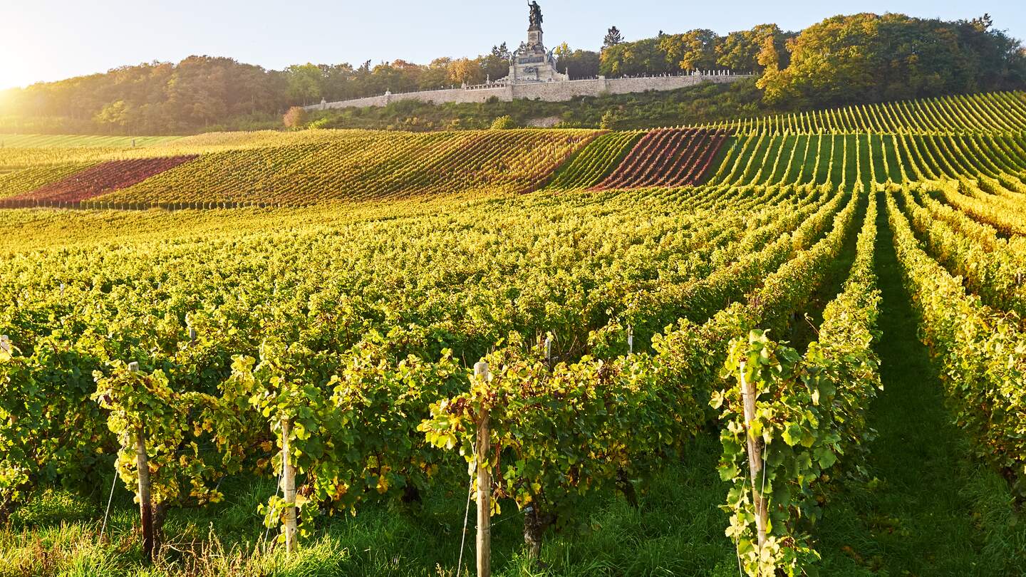 Blick über Weinreben zum Niederwalddenkmal im Herbst, Rheingau | © GettyImages.com/istamatics
