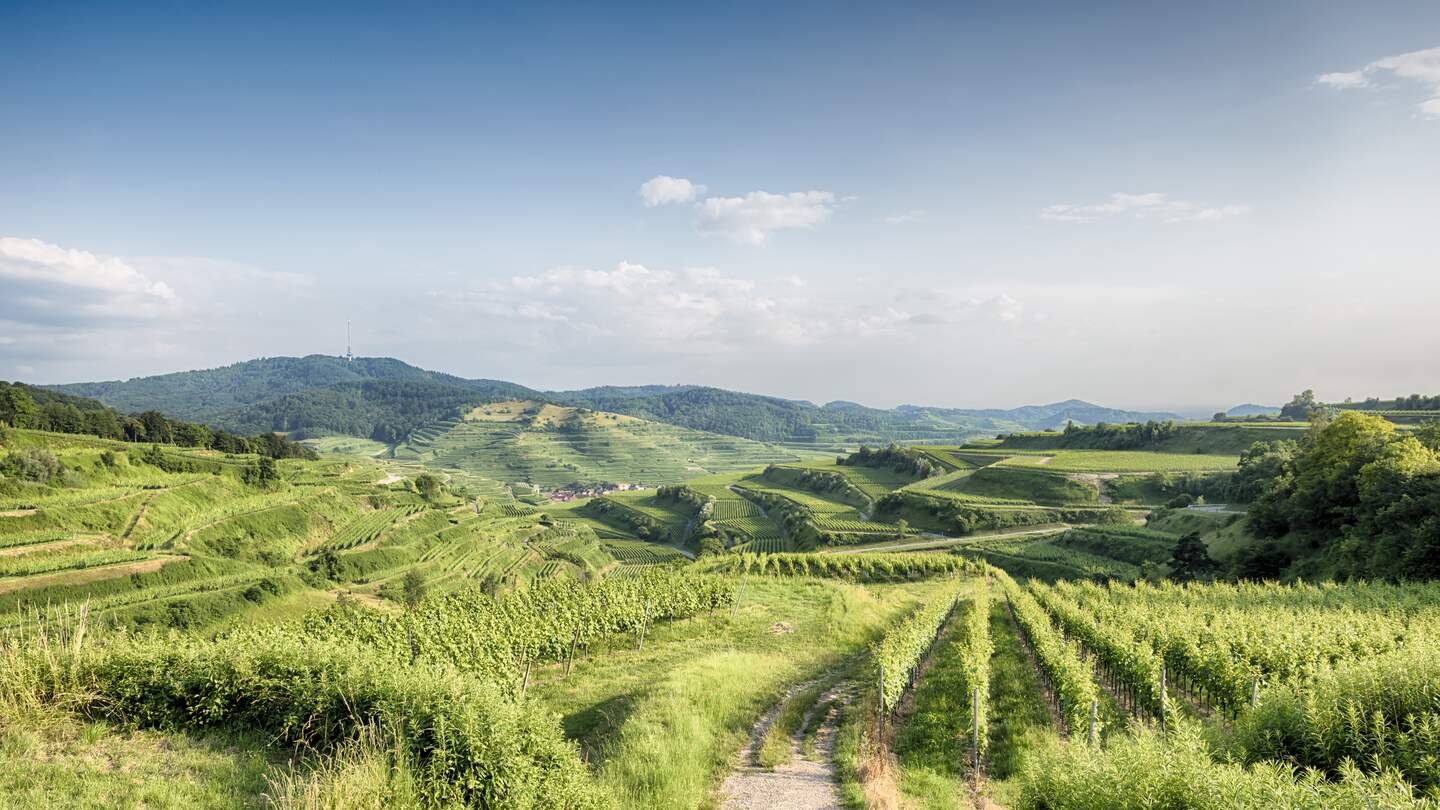 Blick auf die Weinberge des Kaiserstuhls in Deutschland | © Gettyimages.com/kontrast-fotodesign