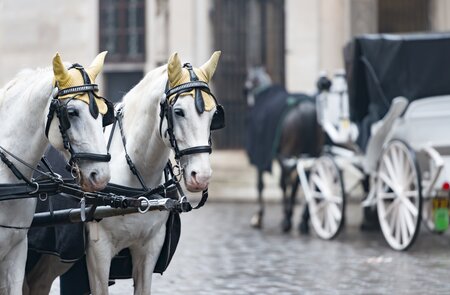 Zwei weiße Pferde und Retro-Kutsche auf dem Stephansplatz in Wien | © Gettyimages.com/kyolshin