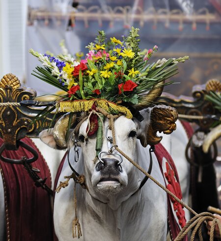 Ochse waehrend des Festes "knallender Karren" am Ostermorgen in Florenz | © crifaga / 2016 Thinkstock.