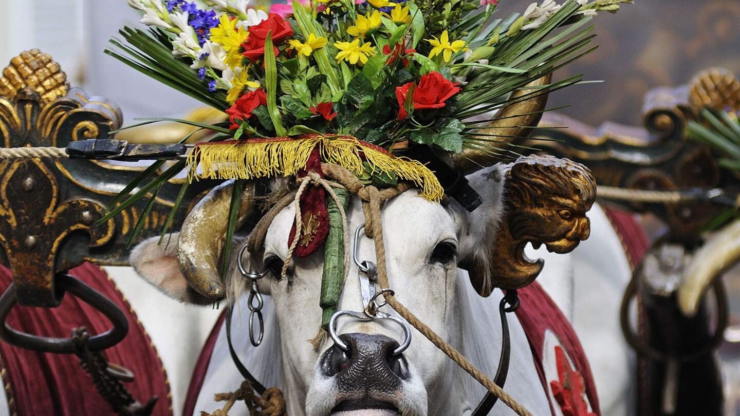 Ochse waehrend des Festes "knallender Karren" am Ostermorgen in Florenz | © crifaga / 2016 Thinkstock.
