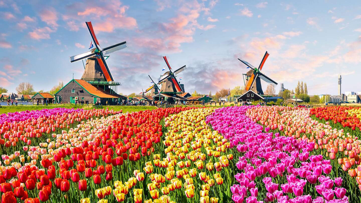 Windraeder und Tulpenfeld in Amsterdam | ©  Gettyimages.com/Olena_Z