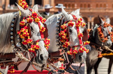 Zwei weisse Pferde, geschmueckt mit leuchtend roten und gelben Dekorationen, nehmen an einem traditionellen Fest Feria del Caballo | © Gettyimages.com/Francisco Javier Ortiz Marzo