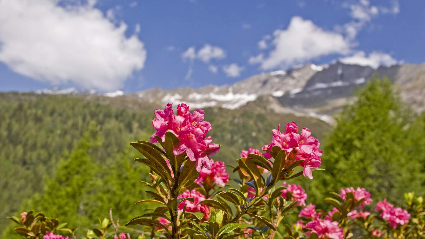 Im Juni bedeckt ein rotes Blütenmeer aus Alpenrosen die Berghänge vieler Alpengipfel  | © Gettyimages.com/tinieder