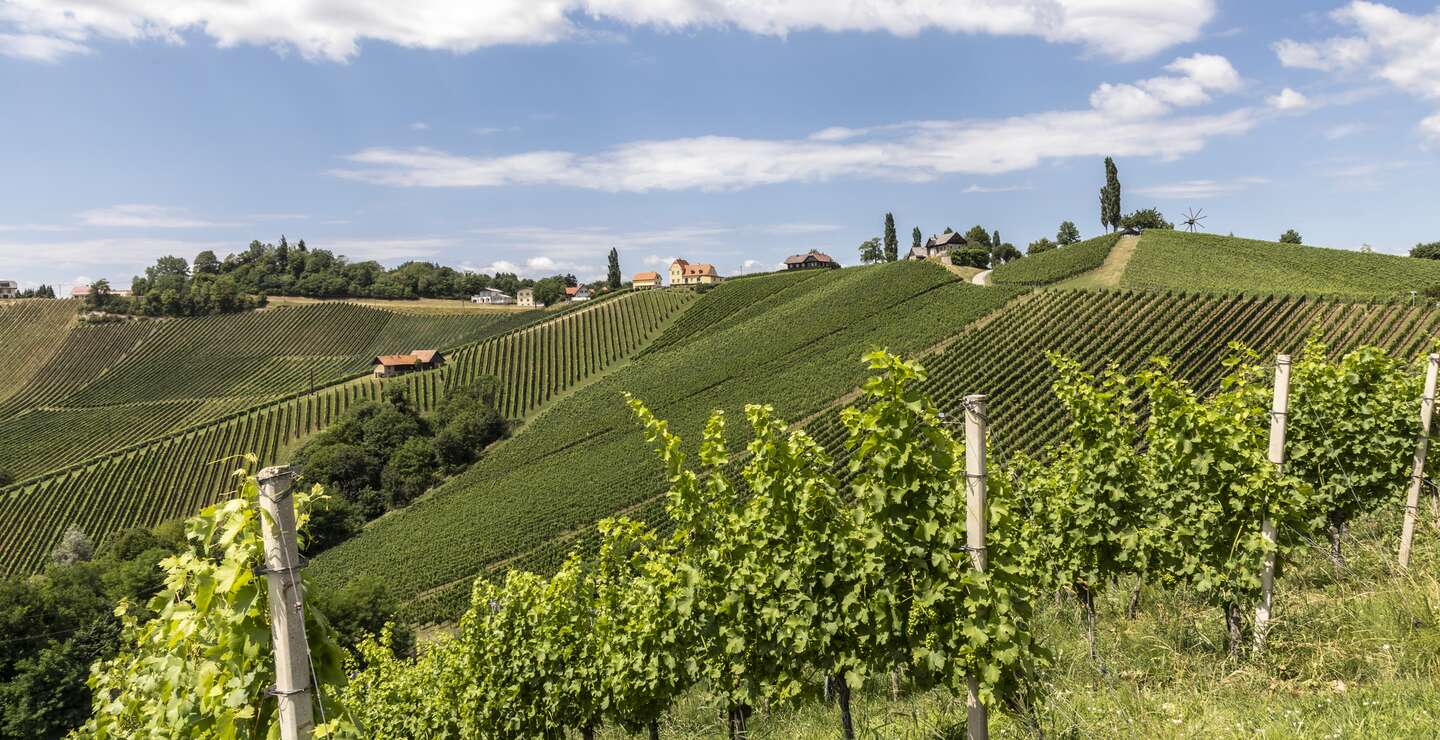 Sommer im Weinberg in der Südsteiermark, einem alten Weinbauland in Österreich namens Südsteirische Weinstraße | © Gettyimages.com/jimmylung