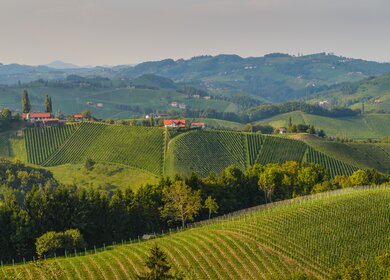 Weissweintrauben vor der Ernte, Suedsteiermark Oesterreich | © gettyimages.com/DeepGreen