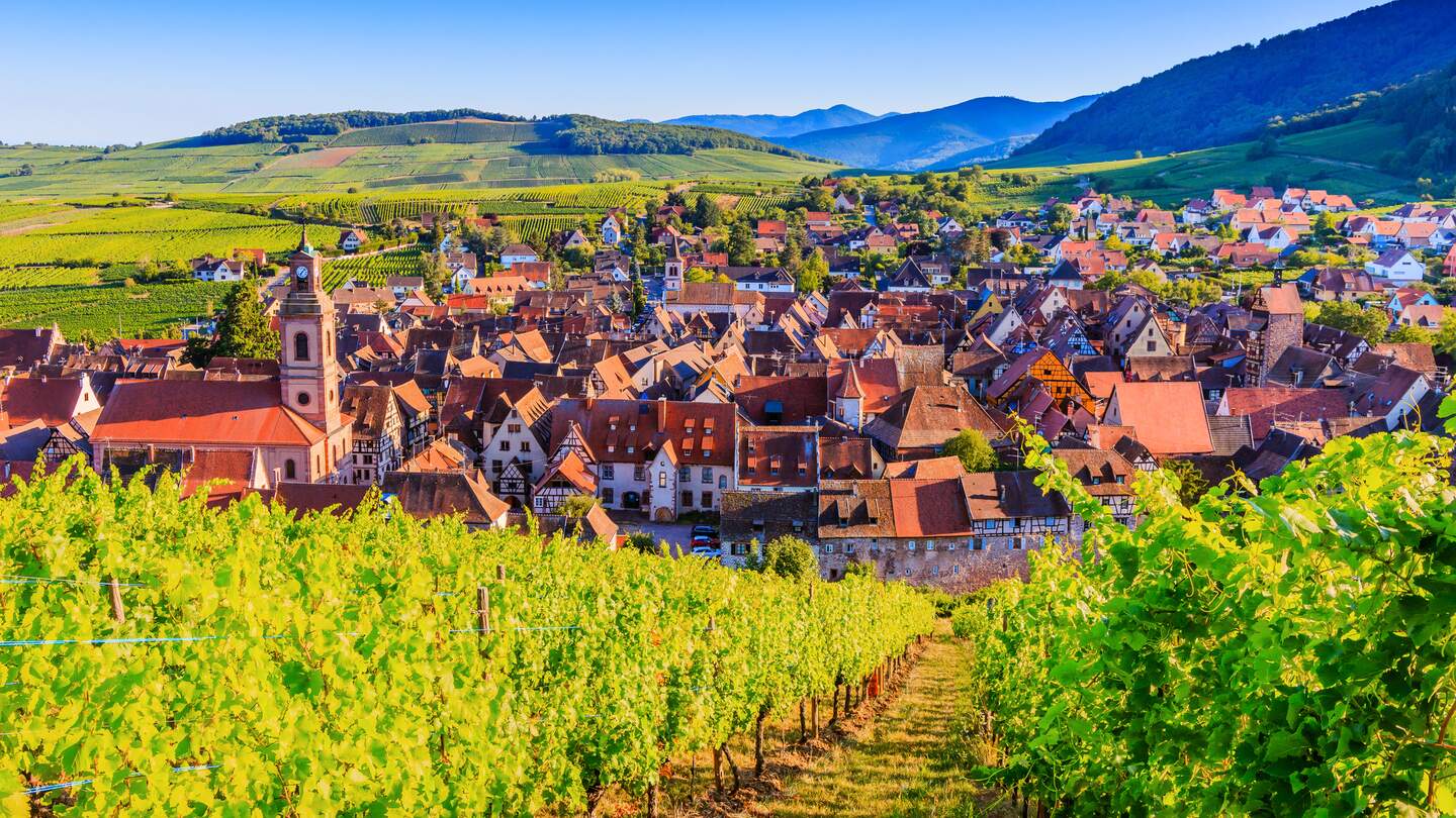 Riquewihr, Frankreich. Landschaft mit Weinbergen in der Nähe des historischen Dorfes. Die elsässische Weinstraße. | © Gettyimages.com/scstock