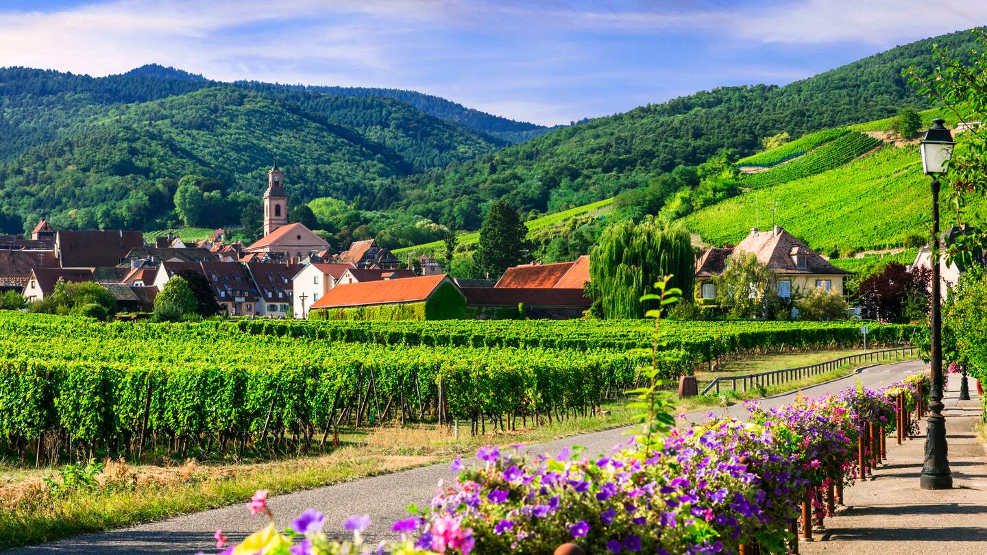 Blick von einer mit Blumen umrahmten Straße auf  ein Dorf im Elsass mit Weinbergen | © Gettyimages.com/Freeartist