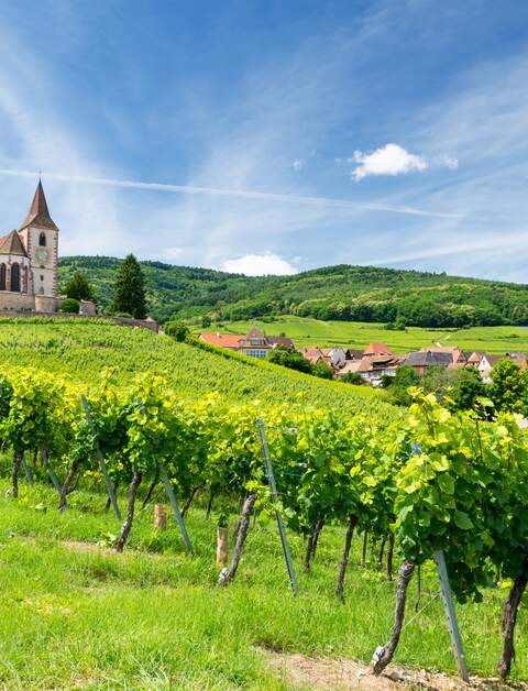 Alte Kirche und Weinberge in Hunawihr Dorf im Elsass/Frankreich  | © Gettyimages.com/milenapigdanowiczfidera