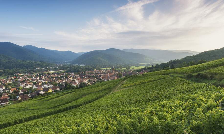 Weinberg kurz vor Sonnenuntergang an einem schoenen Sommerabend. Im Tal sehen Sie das kleine Dorf Wihr-au-val. | © Gettyimages.com/focusonnature