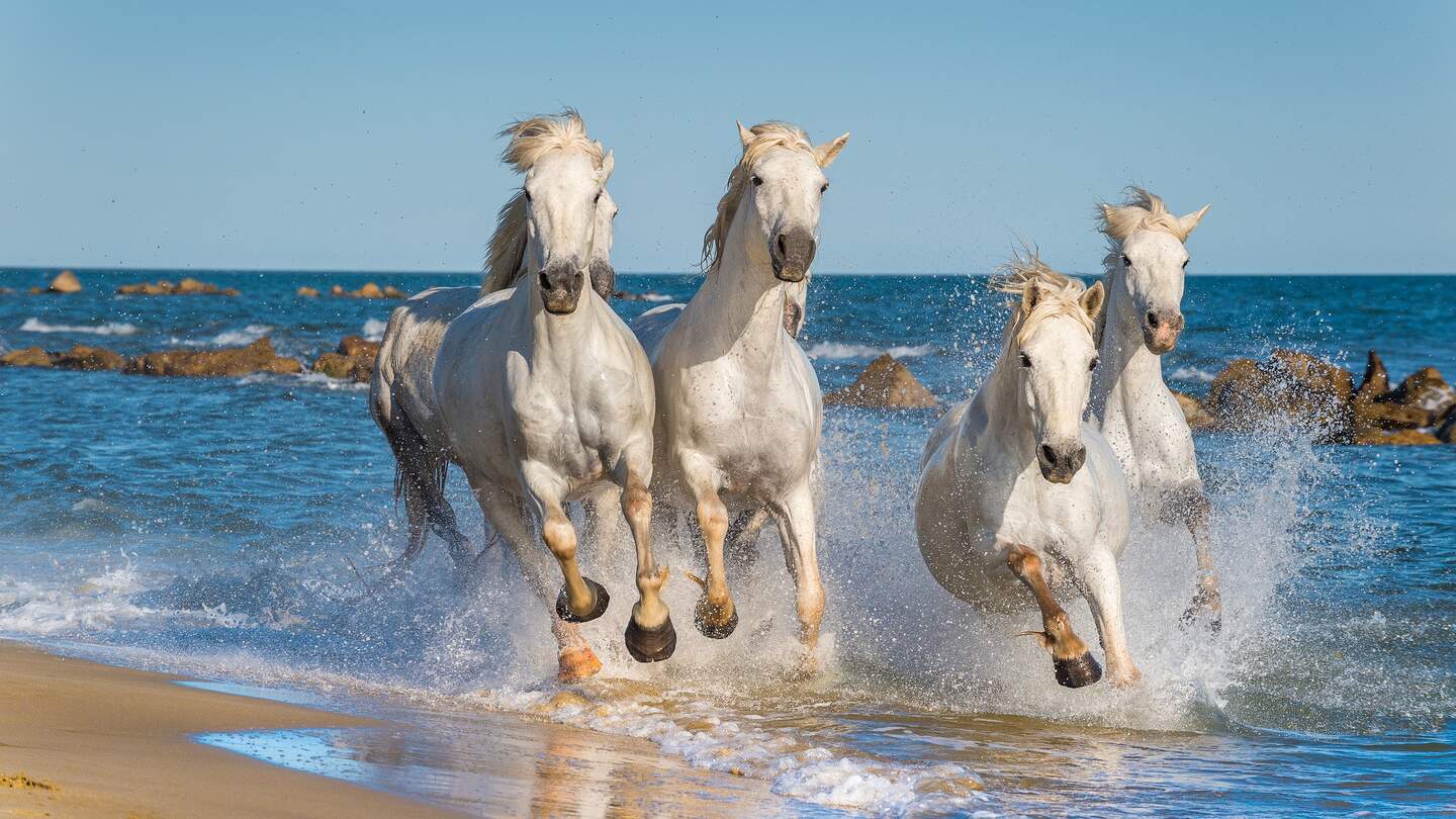 Herde von weißen Pferden rennt im Meer | © Gettyimages.com/uso
