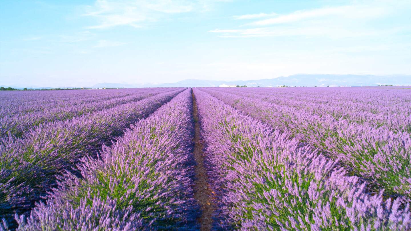 Endlose Linien von blühenden Lavendel im sonnigen Frankreich  | © Gettyimages.com/helivideo