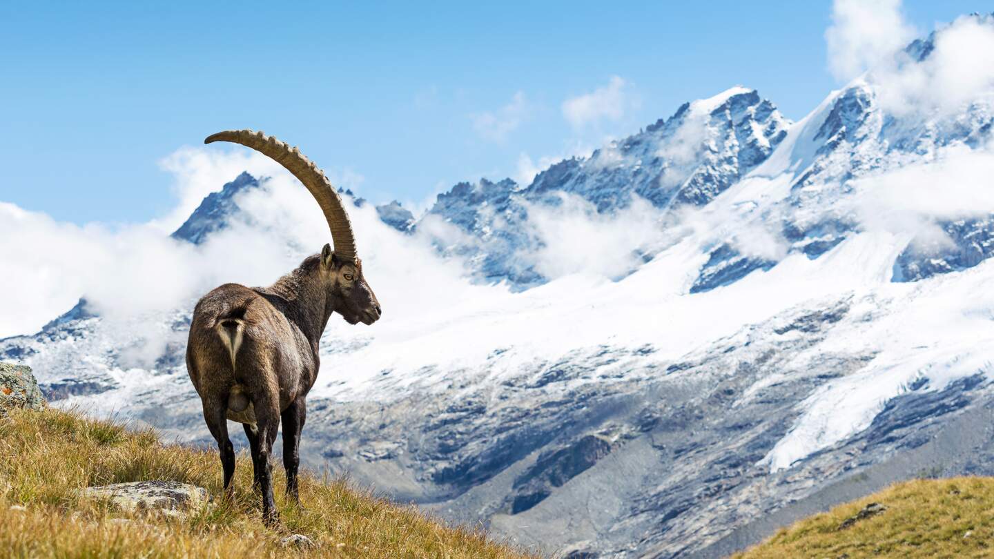 Wilde Steinboecke in den italienischen Alpen. Gran-Paradiso-Nationalpark, Italien | © Gettyimages.com/ueuaphoto