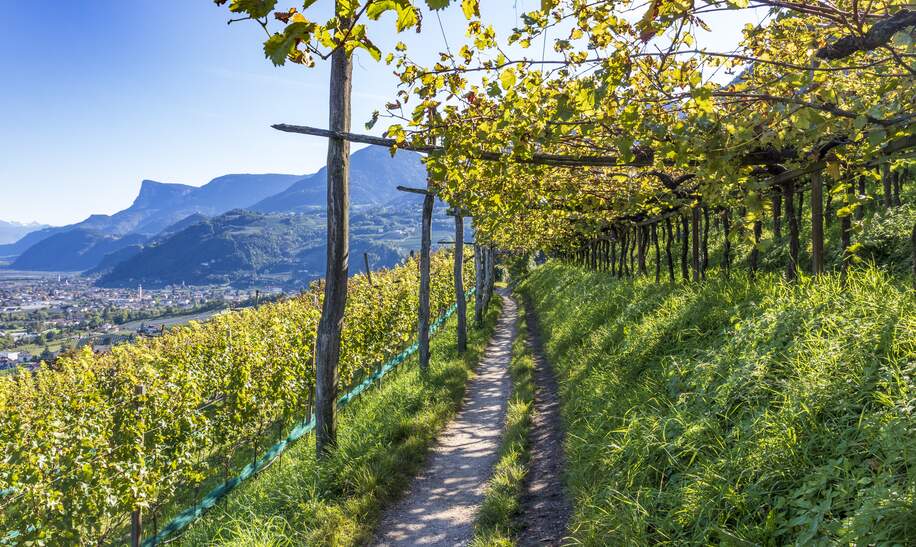 Weinberge in den Bergen von Meran bei Sonnenschein mit Ausblick auf die Stadt | © Gettyimages.com/Jef Wodniack