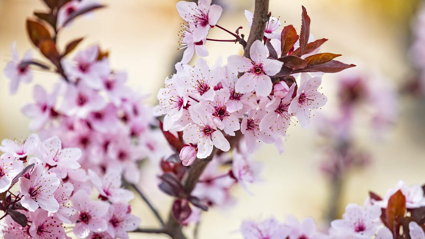 Schöne rosa Blüten von lila Blattpflaume Prunus cerasus Cerasifera Pissardii Baum im Frühling. Pflaumenbaumblüte. | © Gettyimages.com/katerynamashkevych