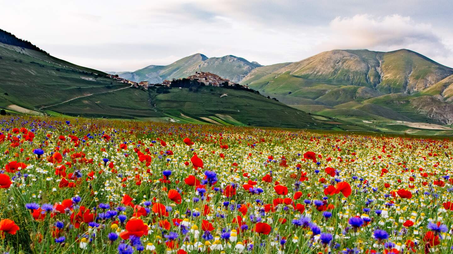 Bluehende Tallandschaft mit Castelluccio im Hintergrund | © Gettyimages.com/Francesco Ricca Iacomino