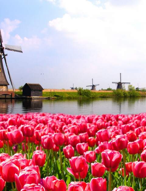 Leuchtend rosa Tulpen mit holländischen Windmühlen entlang eines Kanals, Niederlande | © Gettyimages.com/jenifoto